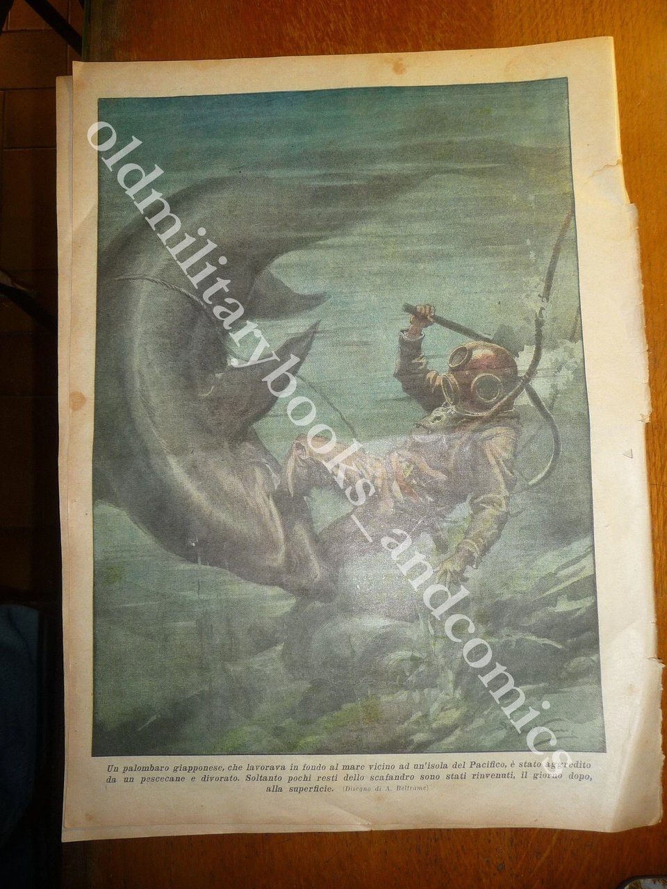 DIVER PLONGEUR TAUCHER BUZO PALOMBARO AGGREDITO SQUALO PACIFICO LUPI VS …