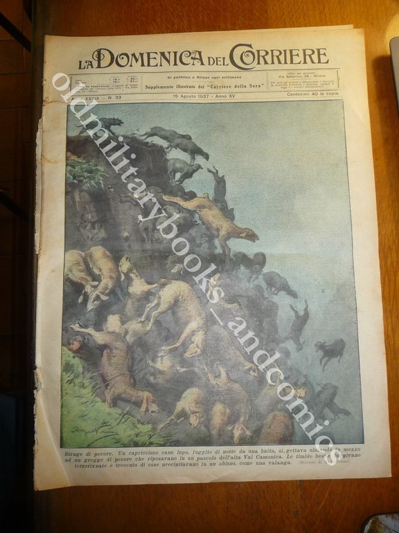 DIVER PLONGEUR TAUCHER BUZO PALOMBARO AGGREDITO SQUALO PACIFICO LUPI VS …