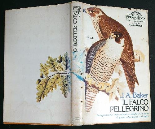 Il falco pellegrino
