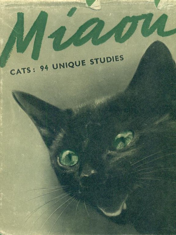Miaou. The cat in pictures