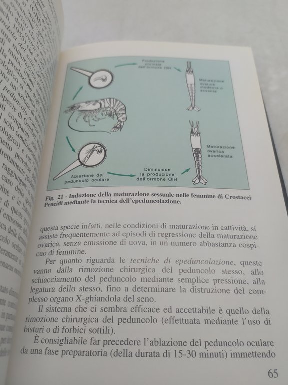 a ponticelli riproduzione artificiale e allevamento dei gamberi marini