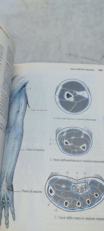 anatomia umana atlante tascabile v 1 apparato locomotore