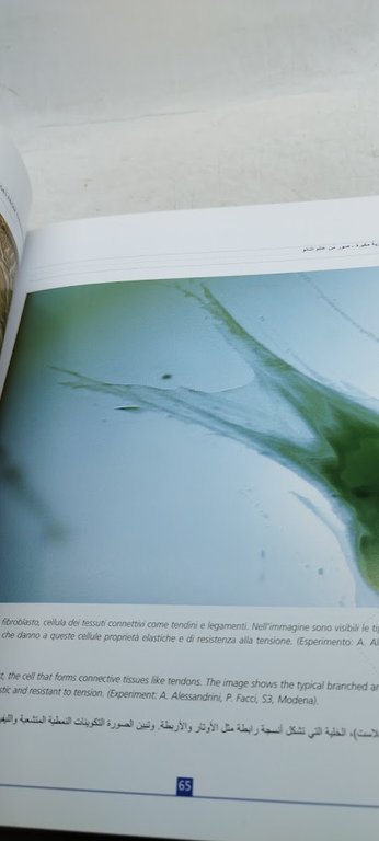 anno italo egiziano della scienza e della tecnologia 2009