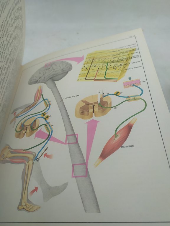 atlante del corpo umano anatomia fisiologia organi