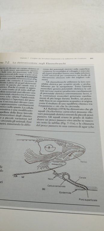 biologia evolutiva e comparata dei vertebrati