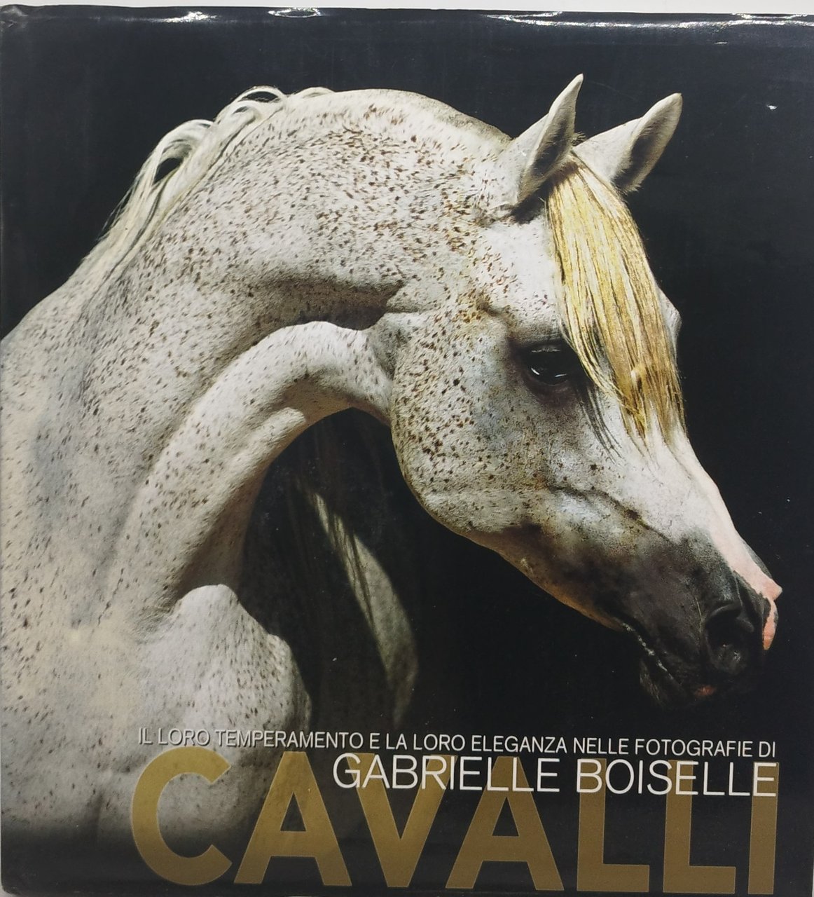 cavalli il loro temperamento e la loro eleganza nelle fotografie …