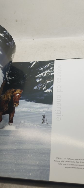 cavalli il loro temperamento e la loro eleganza nelle fotografie …