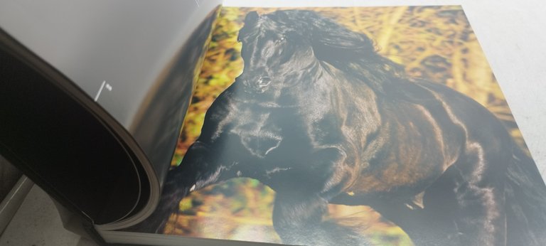 cavalli il loro temperamento e la loro eleganza nelle fotografie …