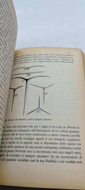 crescita e forma la geometria della natura