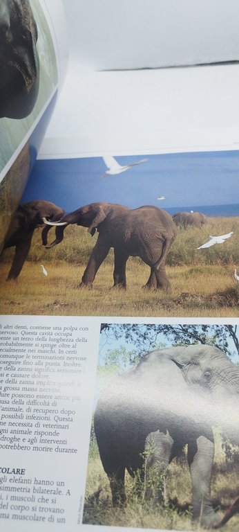 elefanti rizzoli