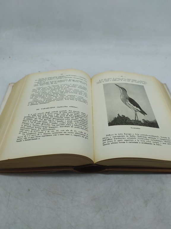 francesco caterni luigi ugolini il libro degli uccelli