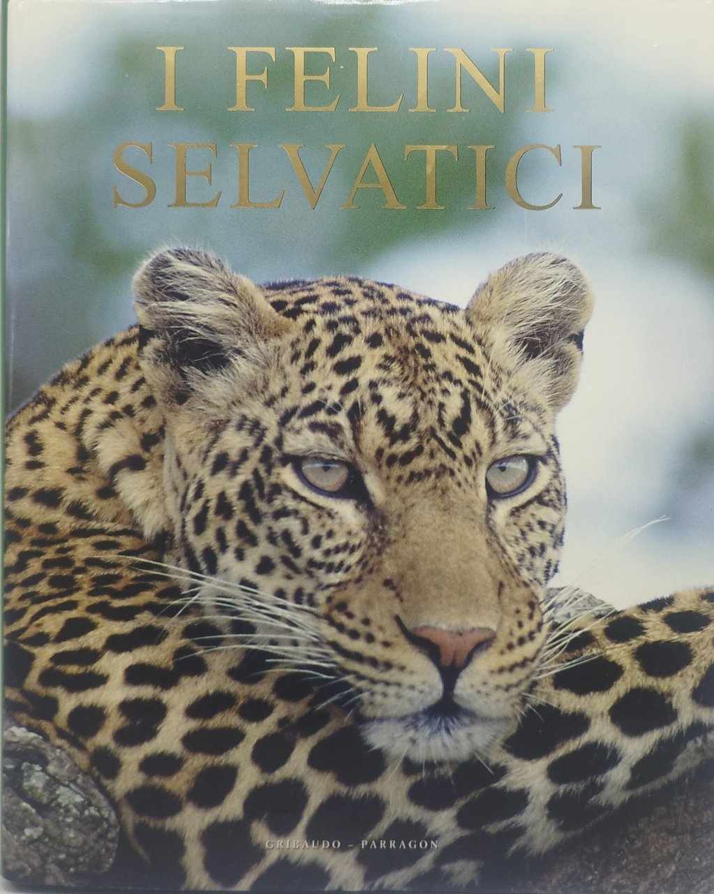 i felini selvatici gribaudo parragon