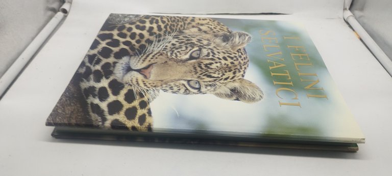 i felini selvatici gribaudo parragon