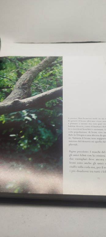 i felini selvatici gribaudo parragon