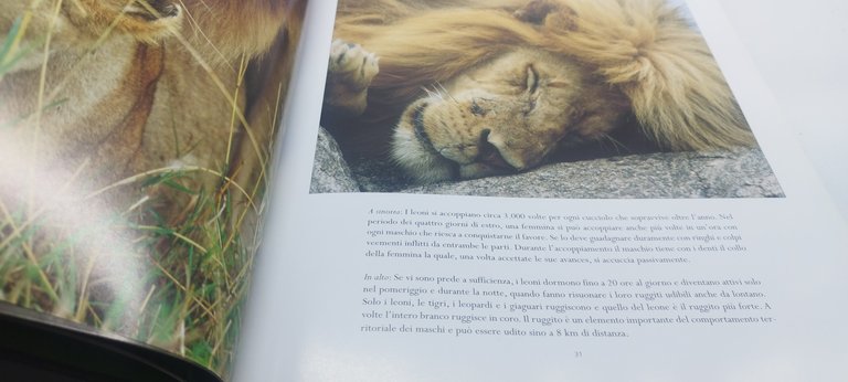 i felini selvatici gribaudo parragon