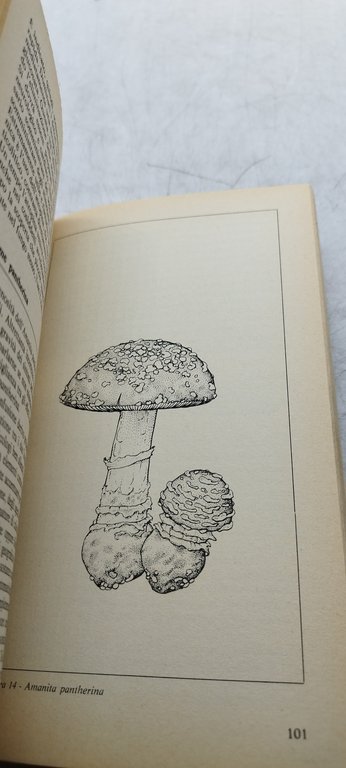 i funghi magici farmacologia tossicologia e tecnologia dell'estasi chimca