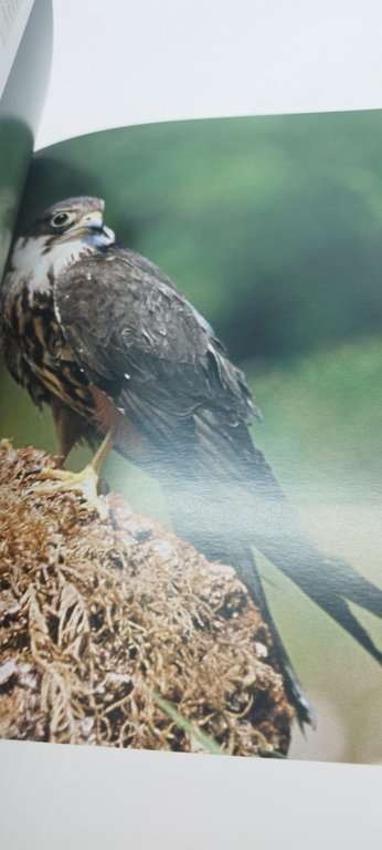 il grande libro dei rapaci diurni de vecchi