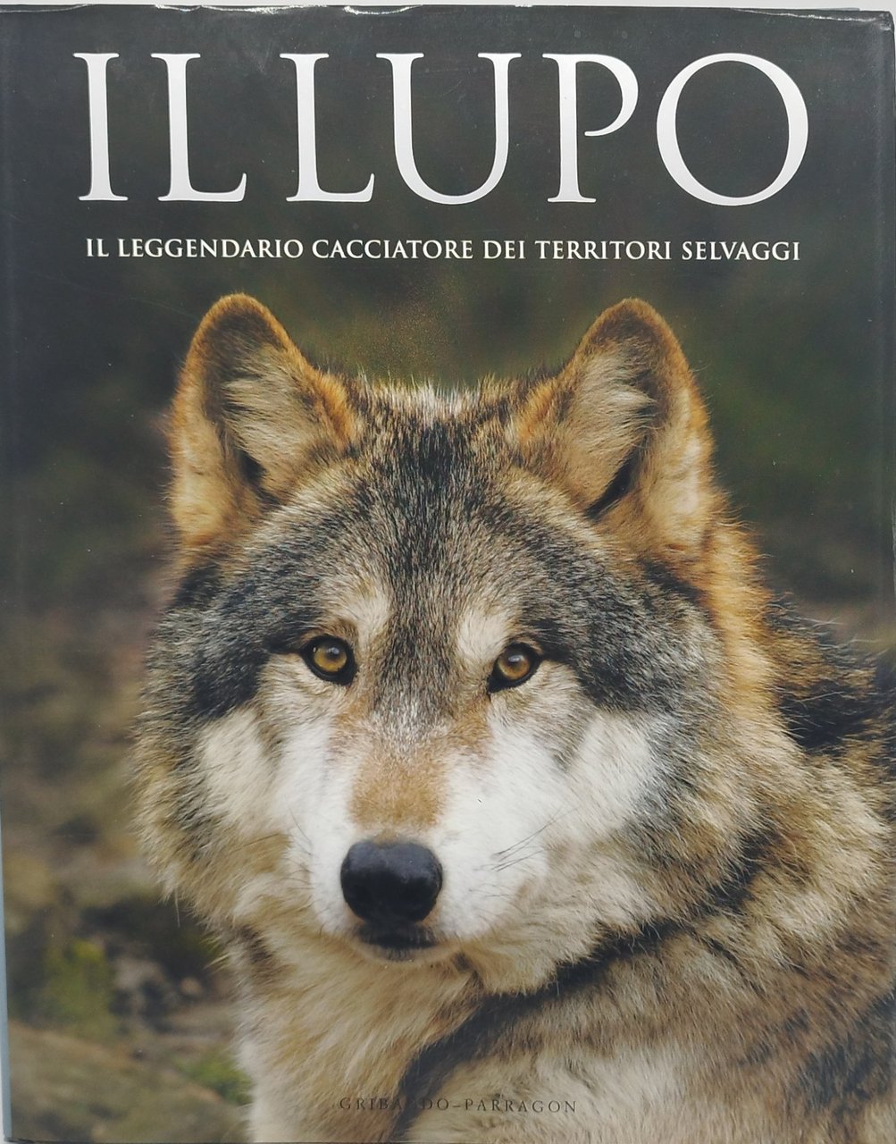 il lupo il leggendario cacciatore dei territori selvaggi
