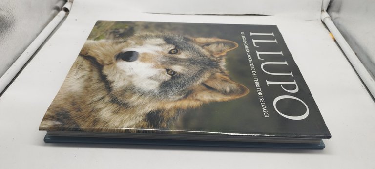 il lupo il leggendario cacciatore dei territori selvaggi