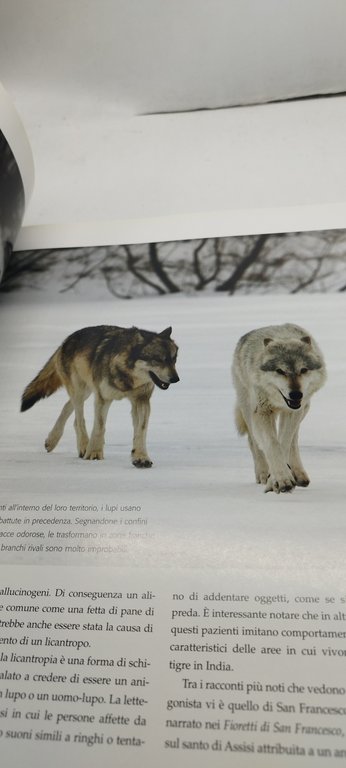 il lupo il leggendario cacciatore dei territori selvaggi