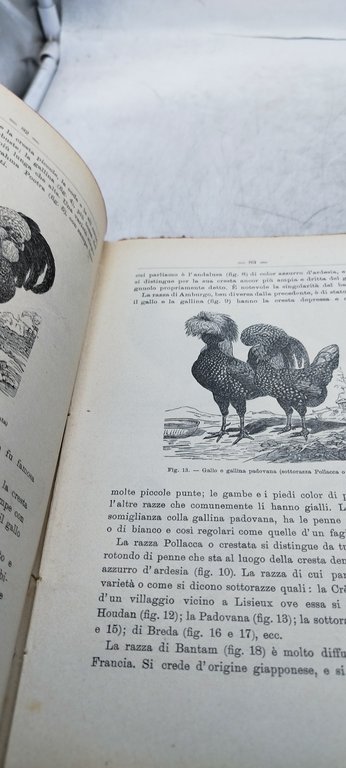 l'italia giovane parte maschile realtà e fantasia hoepli