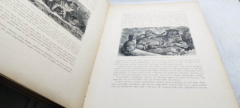 la storia naturale illustrata i mammiferi descritti e figurati c. …