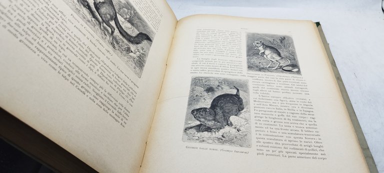 la storia naturale illustrata i mammiferi descritti e figurati c. …