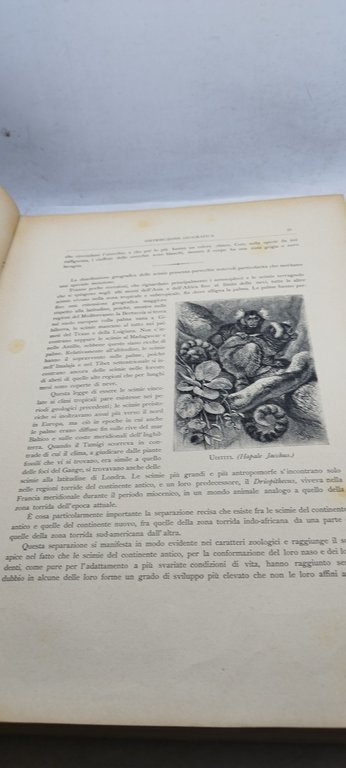 la storia naturale illustrata i mammiferi descritti e figurati c. …