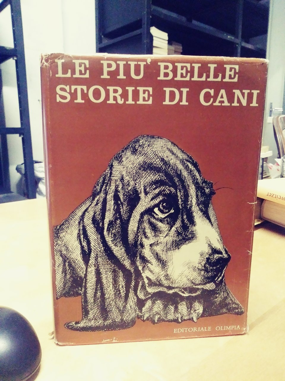 le piu belle storie di cani