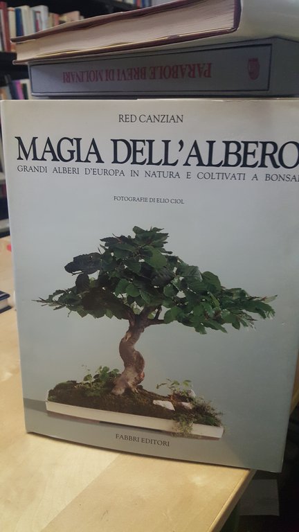 magia dell'albero fabbri editori grandi alberi d'europa in natura e coltivati a bonsai 