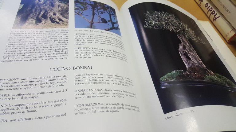 magia dell'albero fabbri editori grandi alberi d'europa in natura e …
