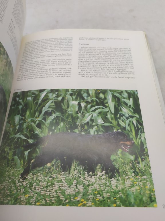 mauro de cillis i setter inglese irlandese gordon