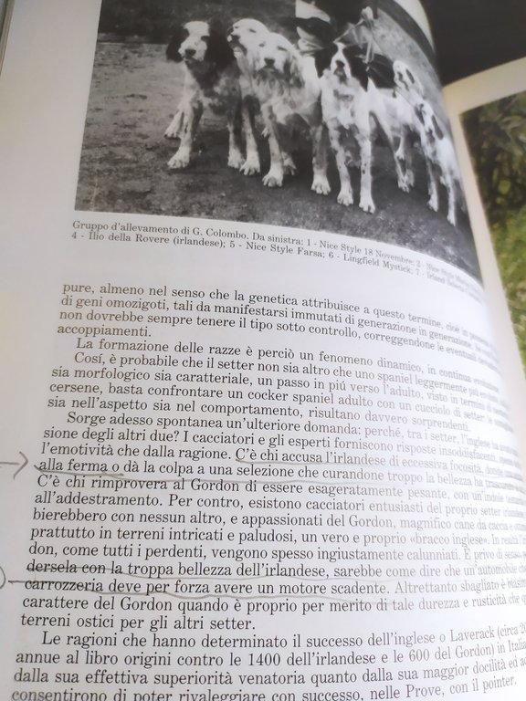 mauro de cillis i setter inglese irlandese gordon