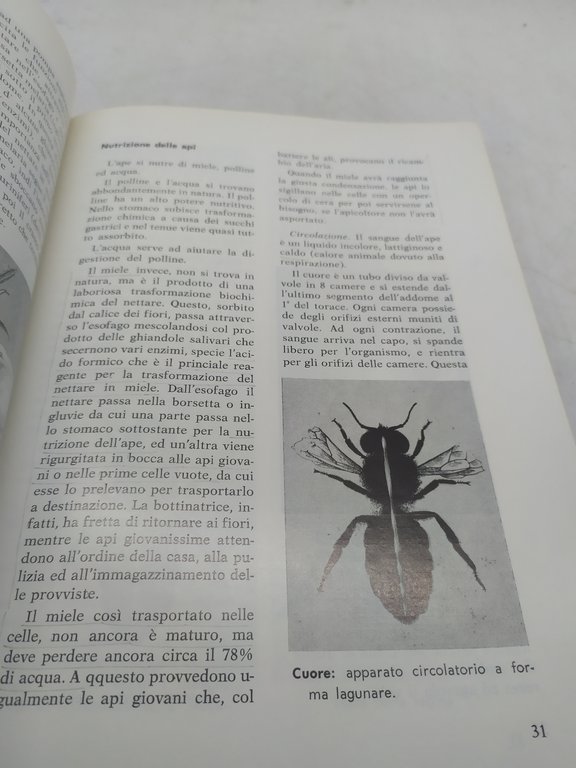 nel mondo delle api 2^edizione giuseppe da roccarainola