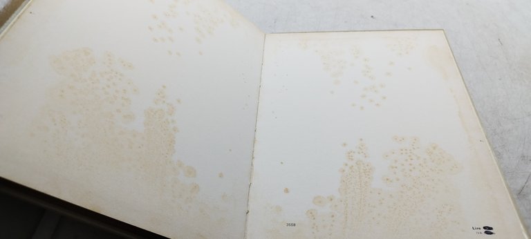 romano bertola presenta brava brava maria rosa sei