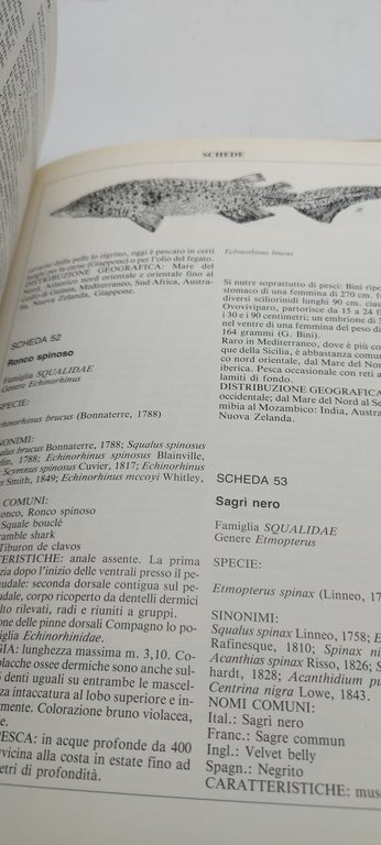 squali guida alle specie del mediterraneo