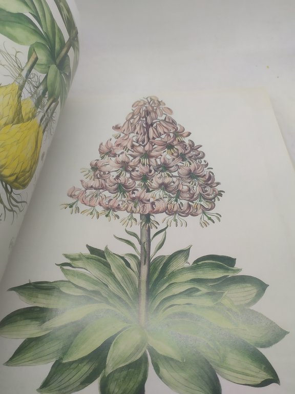 the book of plants the complete platiles basilius besler