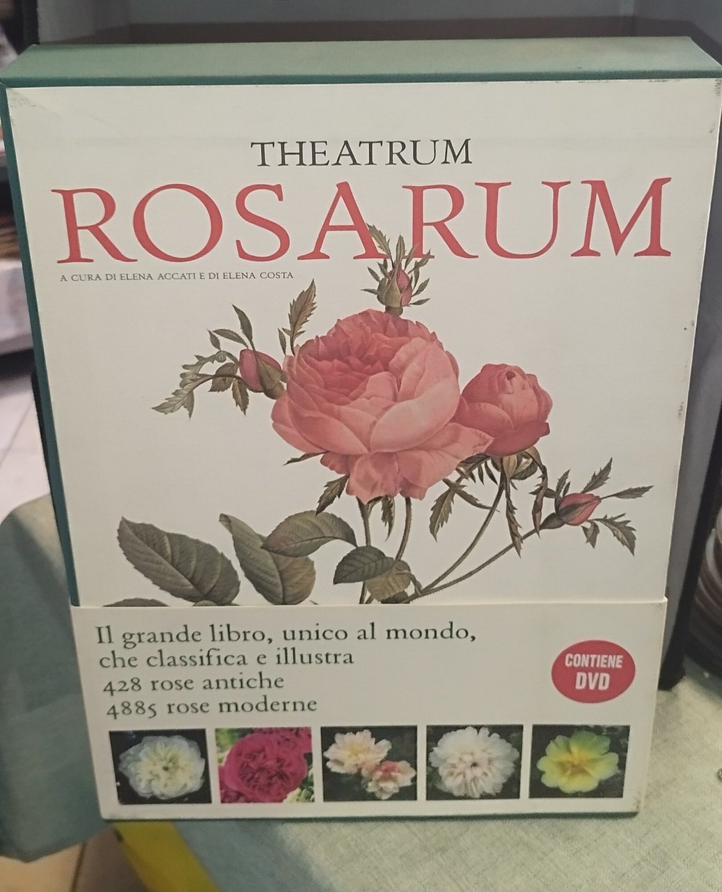 theatrum rosarum le rose moderne elena accati e di elena … | Immagine principale