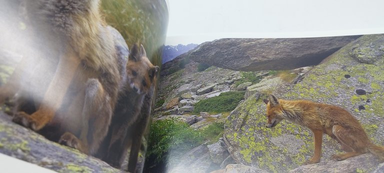 volpi in paradiso guido bissattini