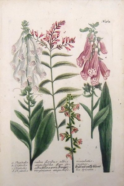 Digitalis rubra floribus albis maculates. Digitalis angustifolia flore ferrugineo. Digitalis …