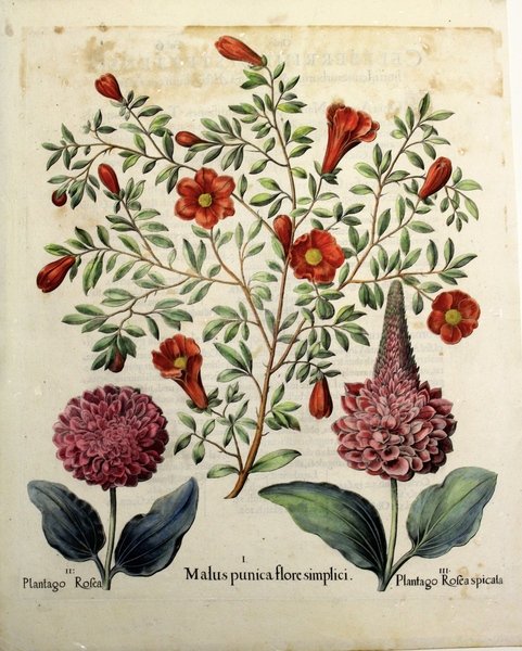 Malus Punica flore simplici- Plantago Rosea- Plantago Rosea Spicala | Immagine Gallery 1