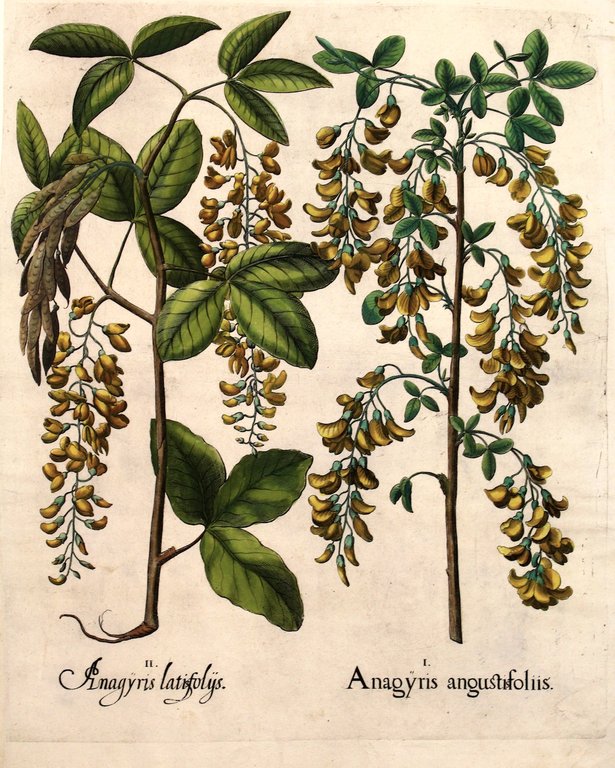 Anagyris latifoliys- Anagyris angustifoliis