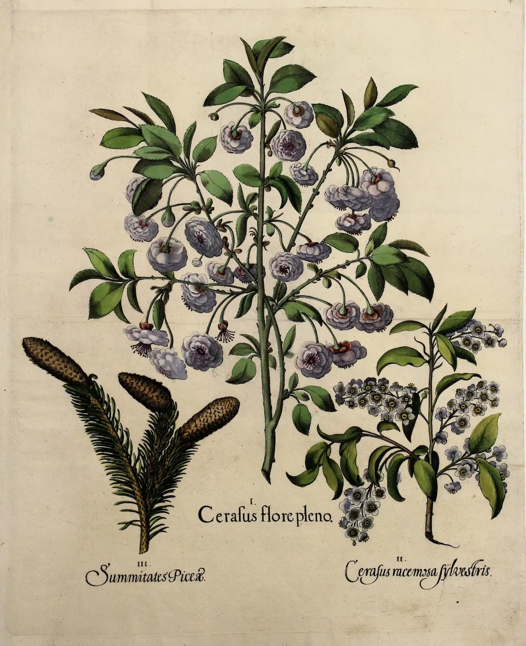 Cerasus flore pleno - Summitates piccae Cerasus racemosa Sylvestris | Immagine principale