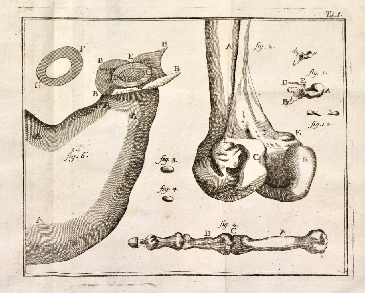 Compendio anatomico di Lorenzo Heistero . nel quale si contiene …