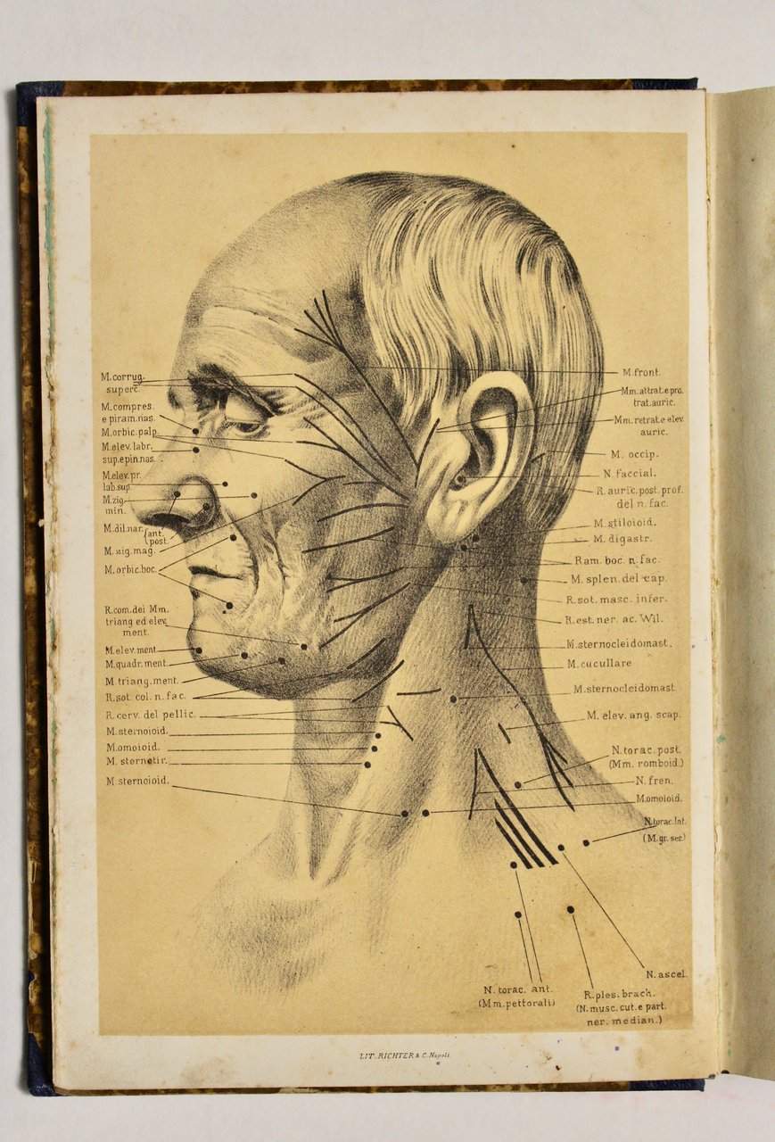 Elettricità nella medicina (IV edizione)