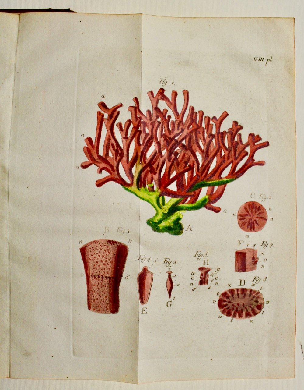 Essai sur l'histoire naturelle de la mer adriatique….