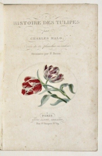 Histoire des Tulipes | Immagine principale