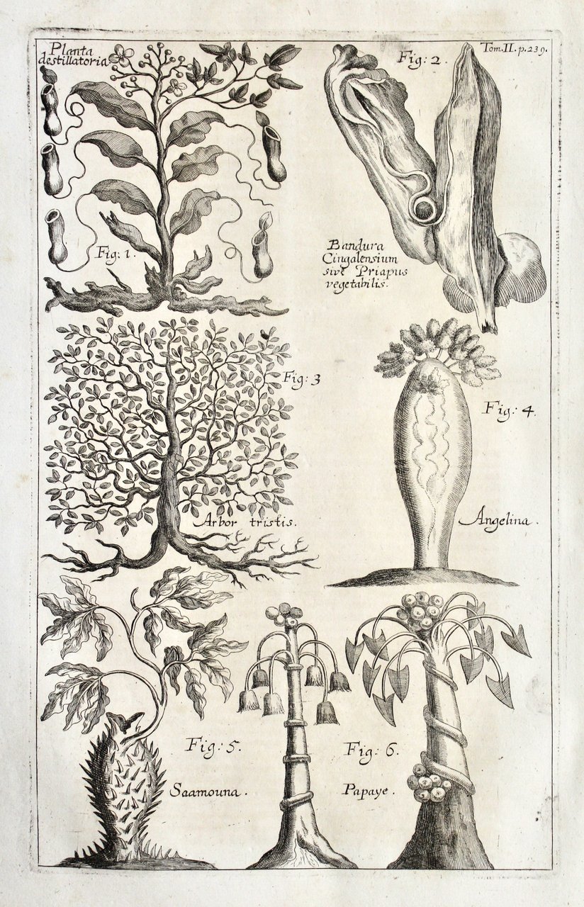 Planta destillatoria – Bandura cingalensium sive priapus vegeta | Immagine principale