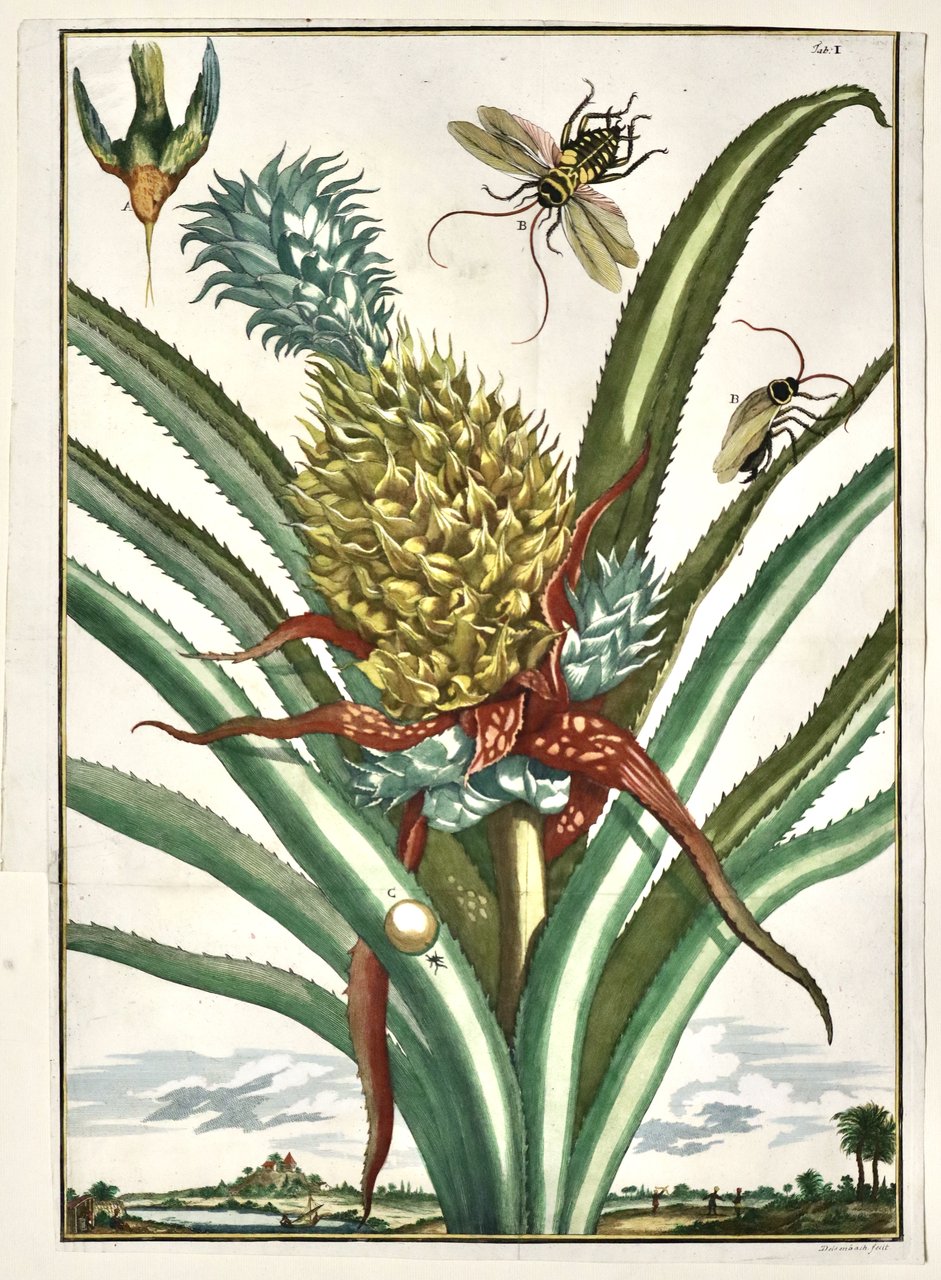 Senza titolo (Ananas), Tab. I | Immagine principale