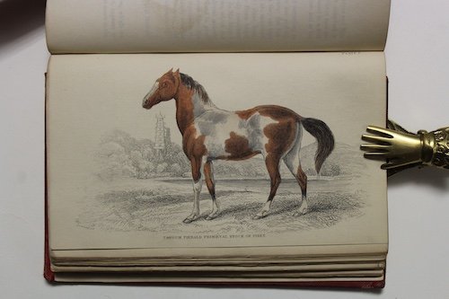 The naturalist's library. Vol. XX. Mammalia. Horses. | Immagine Gallery 2